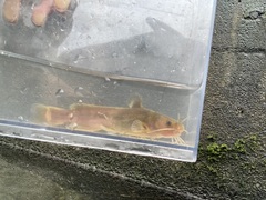 Cuttailed Bullhead photo 3