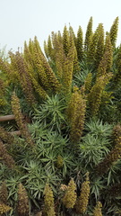 Echium virescens image