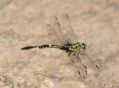 Austrogomphus cornutus