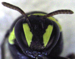 Hylaeus euxanthus