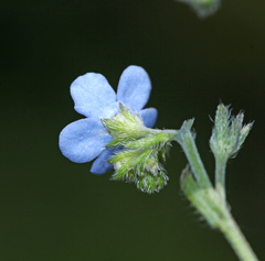 Eritrichium sichotense