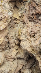 Calliptamus plebeius