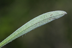 Eritrichium sichotense