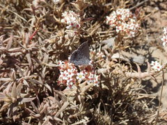 Crassula pruinosa