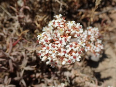Crassula pruinosa