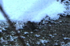 Gallinago solitaria