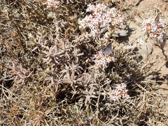 Crassula pruinosa