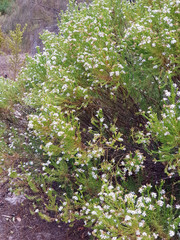 Olearia passerinoides