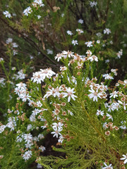 Olearia passerinoides