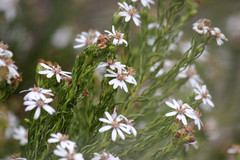 Olearia passerinoides