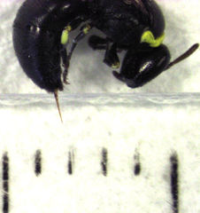 Hylaeus euxanthus