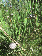 Hakea lissosperma