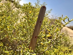 Zygophyllum qatarense