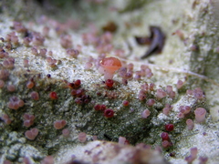Baeomyces heteromorphus image