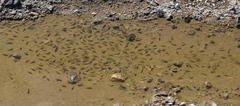 Cyprinodon salinus salinus