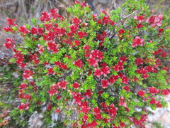 Archeria serpyllifolia