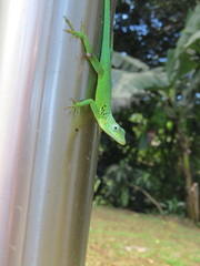 Anolis marmoratus