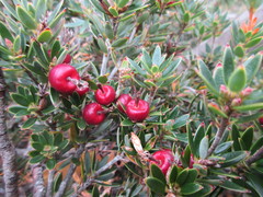 Planocarpa petiolaris