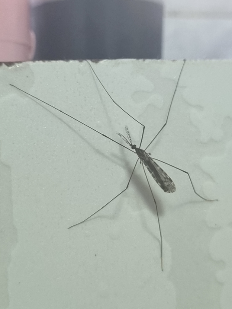 Rhipidia bruchiana