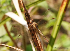 Neurothemis intermedia