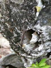 Anolis marmoratus