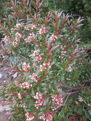 Gaultheria hispida