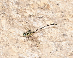 Austrogomphus cornutus