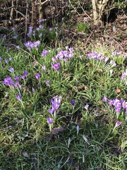 Crocus