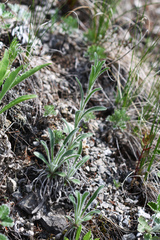 Eritrichium sichotense