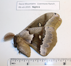 Antheraea oculea