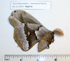 Antheraea oculea
