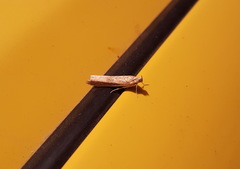 Phycitinae