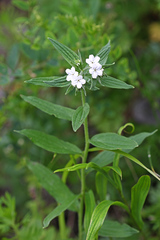Lithospermum erythrorhizon
