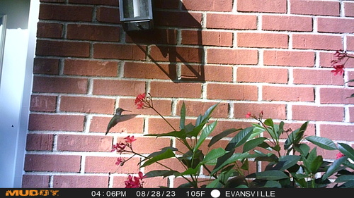 Ruby-throated Hummingbird photographed in Indiana