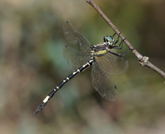 Parasynthemis regina