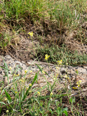 Brassica fruticulosa