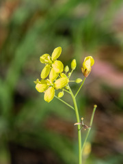 Brassica fruticulosa