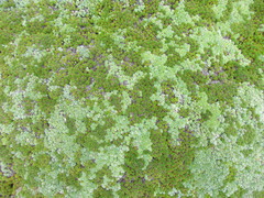 Pterygopappus lawrencei