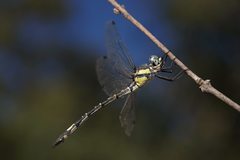 Parasynthemis regina