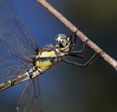 Parasynthemis regina