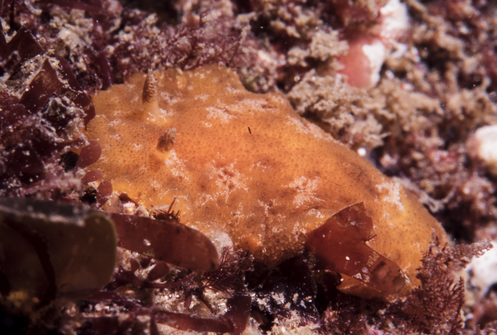 Alloiodoris marmorata