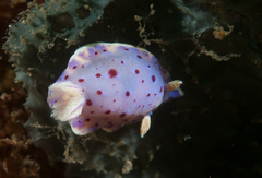 Goniobranchus thompsoni