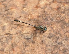 Austrogomphus cornutus