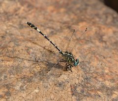 Austrogomphus cornutus