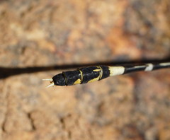 Austrogomphus cornutus