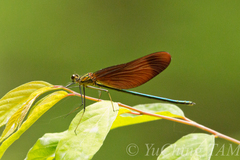 Calopteryx cornelia