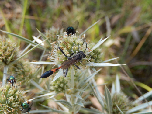 Ammophila terminata terminata