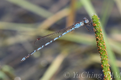 Indolestes peregrinus