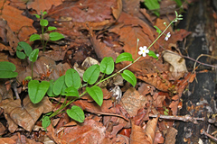 Trigonotis radicans