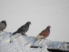 Columba livia domestica
